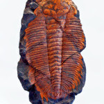 trilobit